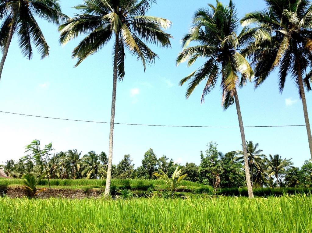 Deta Junjungan Rice Field Villa Убуд Номер фото